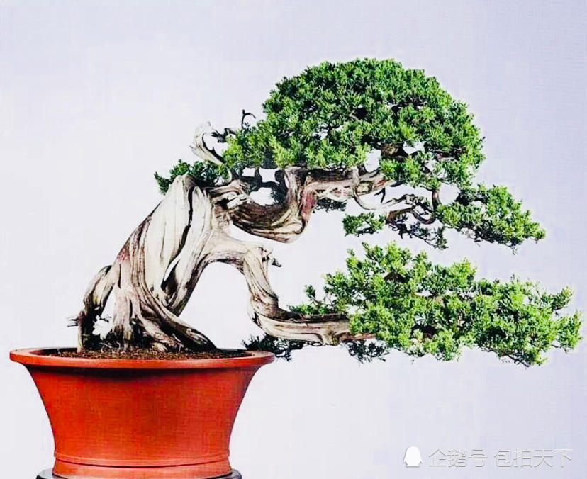 盆景欣赏:国宝级盆景 世界级盆景大师的巅峰之作 美到