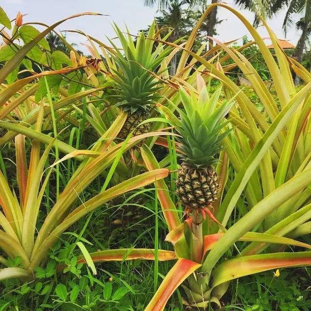 八,菠萝不是长在树上的;菠萝本身,它是禾本目凤梨科凤梨属的植物