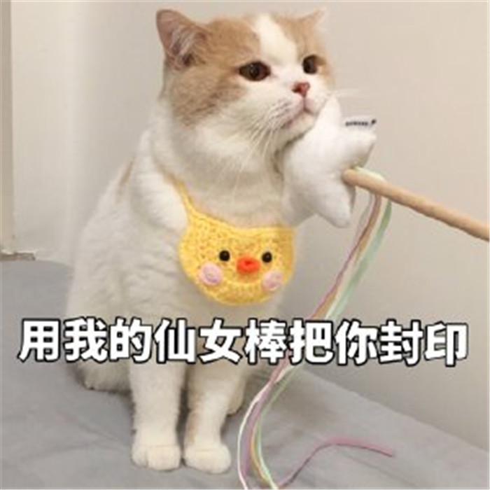 软萌可爱小猫咪搞笑表情包:不要低头,会有双下巴!