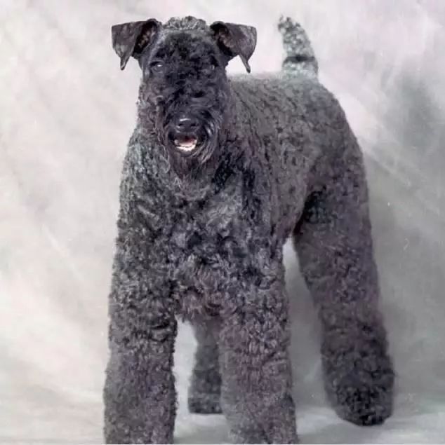 贝林登梗(bedlingtonterrier) 比特犬(pitbullterrier) 土佐犬(tosa)