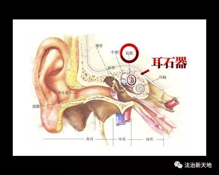 来,我告诉你耳石是咋"玩"掉的!