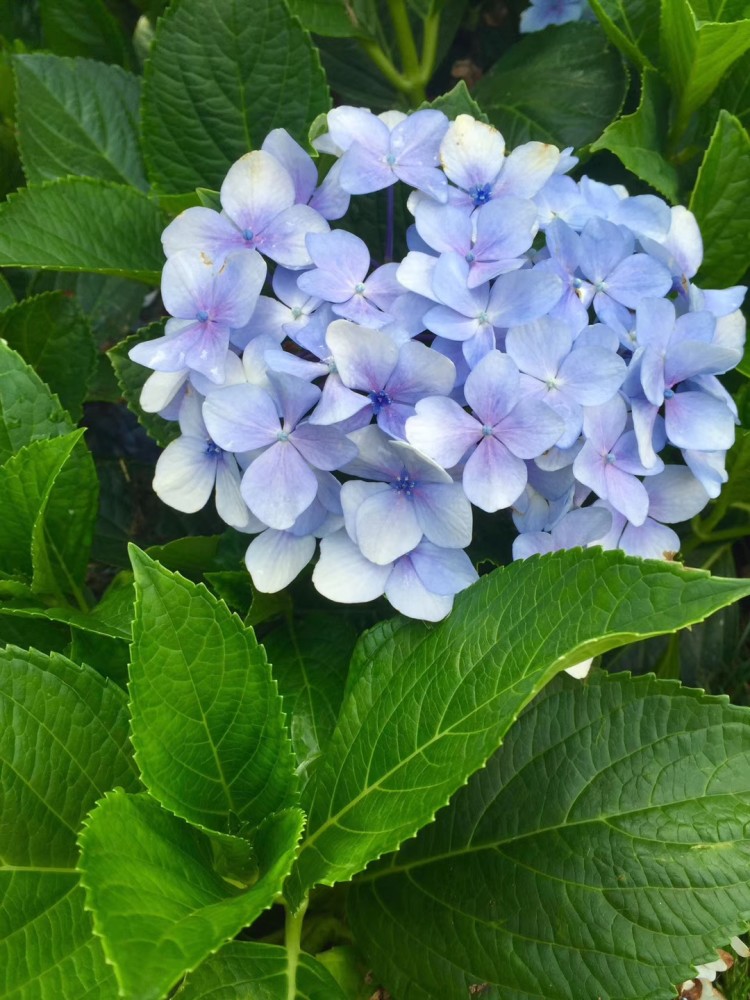 诗词写生丨绣球花,百媚簇拥绣一色