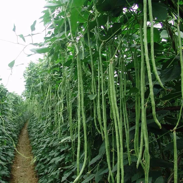 豇豆也叫豆角,是我们日常十分常见的一种蔬菜,因为吃法多样,营养价值