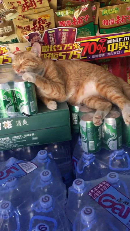 猫:别打扰我睡觉?