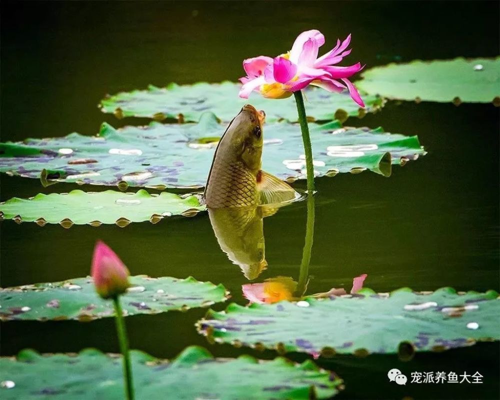 鱼吃荷花的画面太唯美,第一次见时感觉被惊艳呆了!