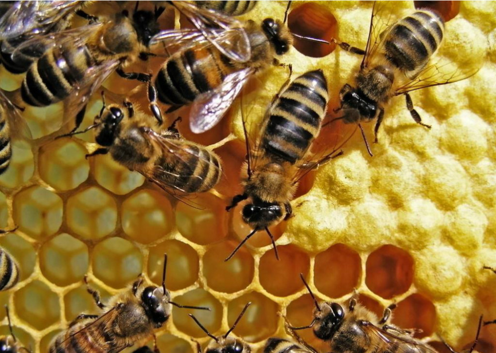 野生蜜蜂消失?科学家警告:大自然开始衰退,人类面临