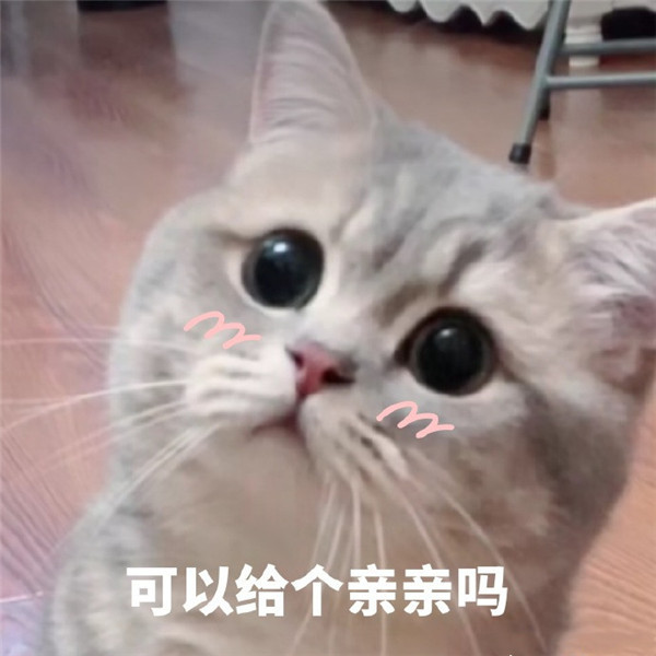 可爱萌宠猫咪搞笑表情包:看看,我过的这是什么几把人生