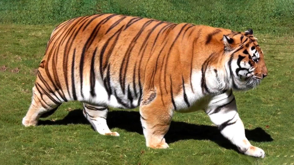 这一群圆滚滚,肥嘟嘟的老虎生活在哈尔滨林园,因为自己胖成球的身材