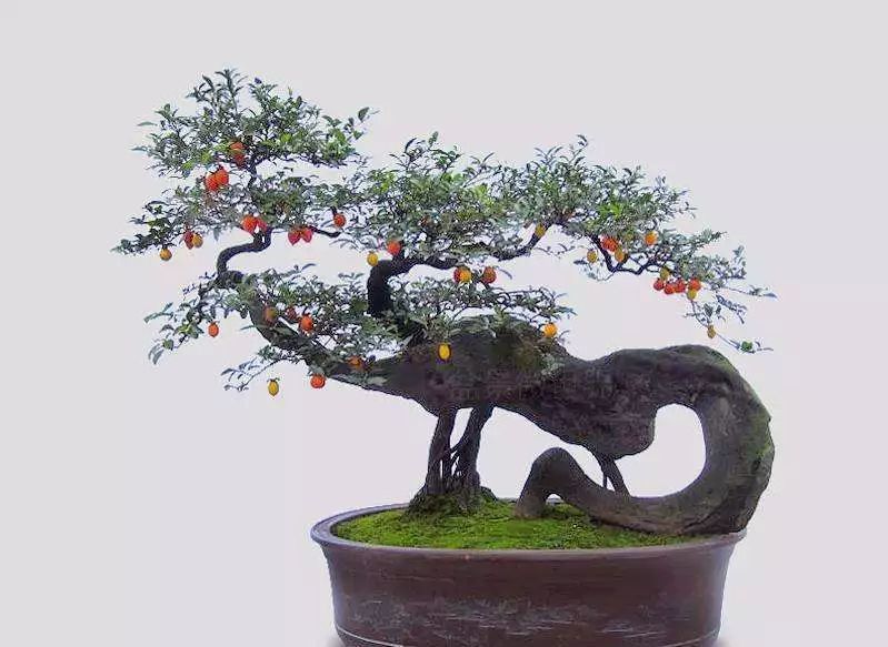 金弹子又称瓶兰花,黑塔子,刺柿,其树姿优美,茎干刚劲挺拔,自然扎曲