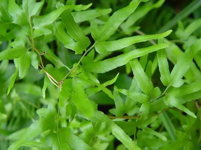 根茎细而匍匐,被细柔毛.茎细弱,呈干草色,有白色微毛.