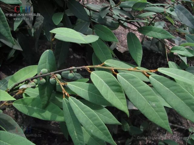 药用部位:爬藤榕的根,茎.用"牛奶仔"炖猪脚,好吃又强身.