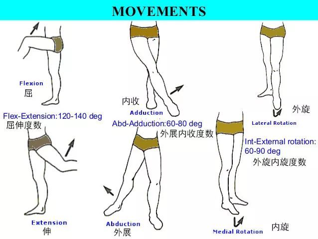 髋关节的整体运动有6个方位:前屈,后伸,内收,外展,内旋,外旋.