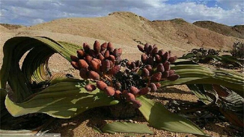 非洲沙漠里的"活化石",这种植物从远古遗留,寿命可达上千年