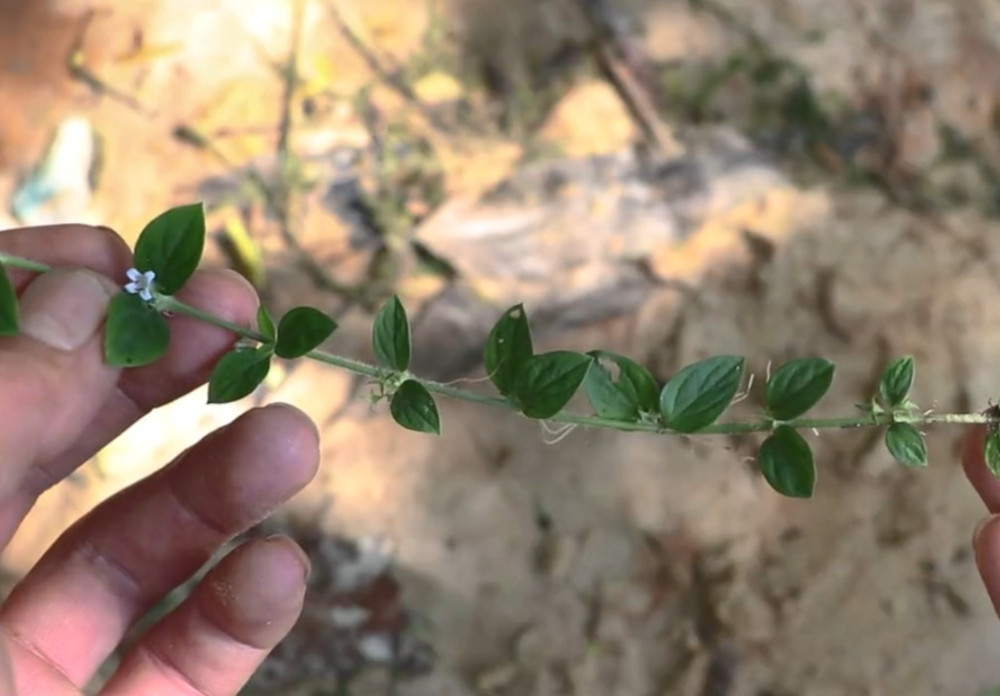 山路边常见的草药,俗称"过路蜈蚣",咽喉肿痛用来煎水一喝就好