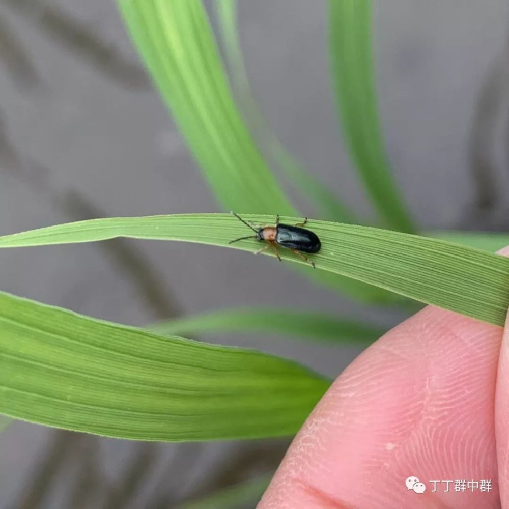 水稻负泥虫预警!幼虫6月中旬开始为害!