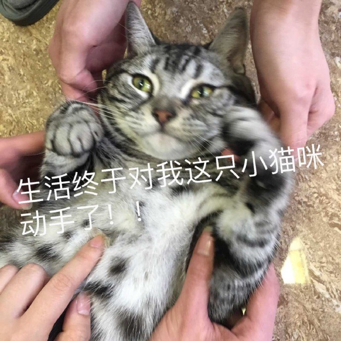 可爱猫咪搞笑表情包:看我眼色行事!