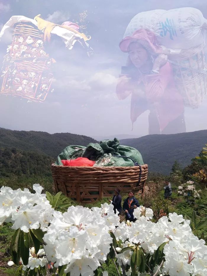 大理这深谷中每年都开满白杜鹃 够当地人吃一整个夏天 看点快报