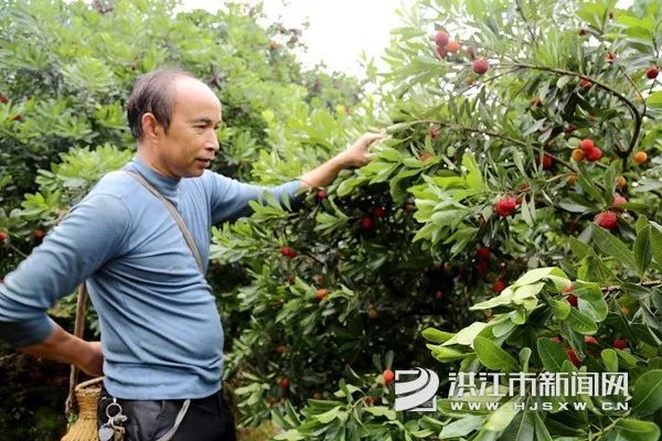 微洪江【甜甜的洪江托口杨梅】1.5万亩生态杨梅陆续成熟上市