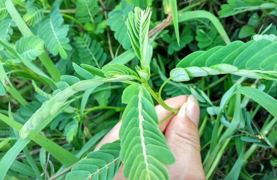 农村一种植物昼开夜合,人称"夜关门",珍贵价值大,见到