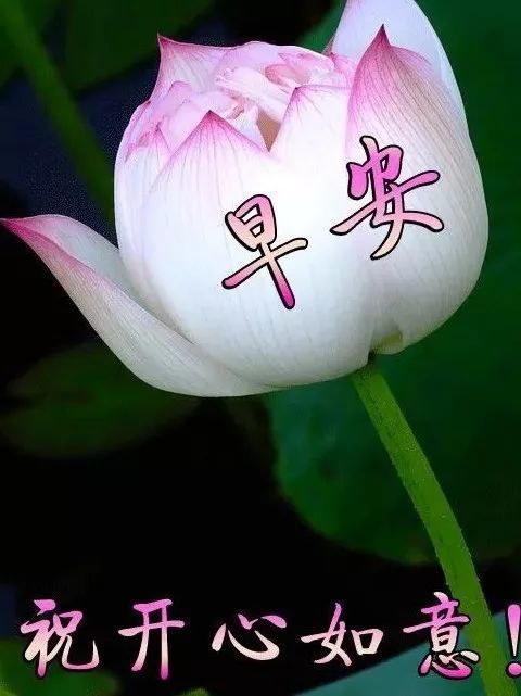 清晨最美的祝福文字图片问候 最新清晨问候语句
