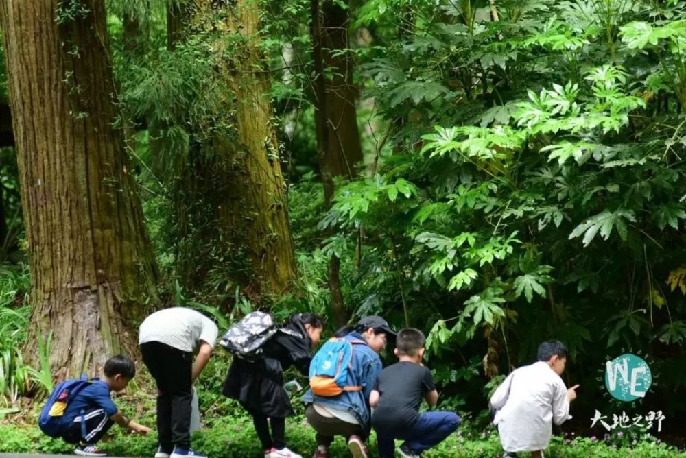 首批文旅联盟单位丨大地之野:原始森林里的自然学校