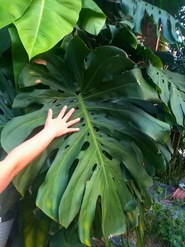 龟背竹养的比人高,开花脸盘大,咋做到的?