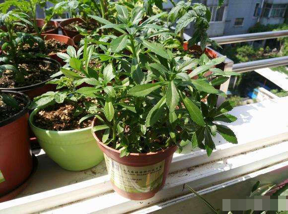 农村的这种野草"养心草",可食用可药用,是一种完美的保健菜