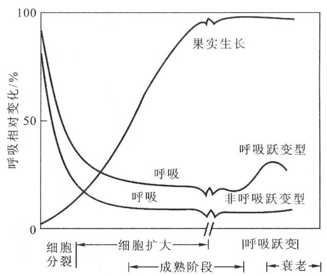 因为樱桃属于非呼吸跃变型果实,这种果实有一种特性,刚从果树上摘