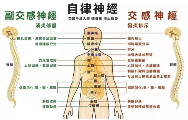 我们身体中有两套自主神经系统,一套叫交感神经系统.