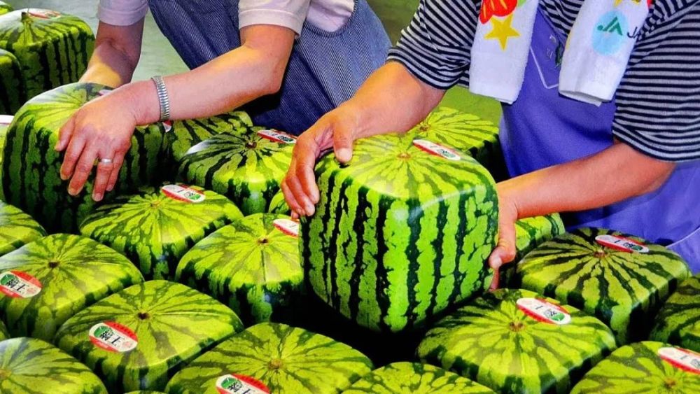 为什么好吃的"脆沙瓤"西瓜越来越少了?