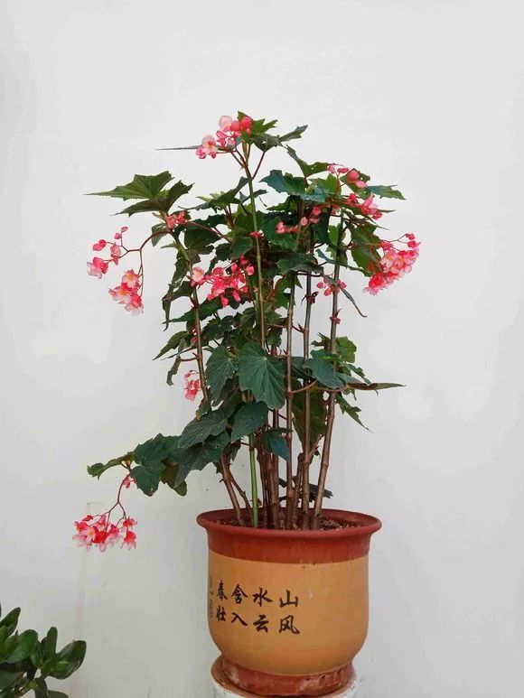 了解一种"开花机器"——竹节海棠