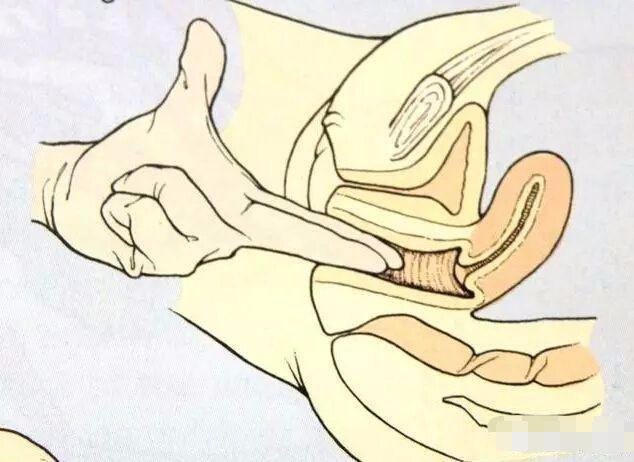 分娩前的内检是怎样的?真相被揭开,让人不敢相信