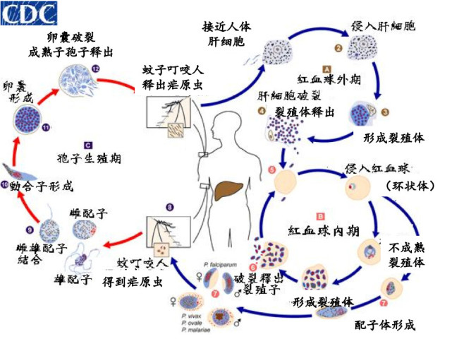 获得世界卫生组织和疟原虫生活史疟原虫的生活史疟疾生活史疟原虫生活