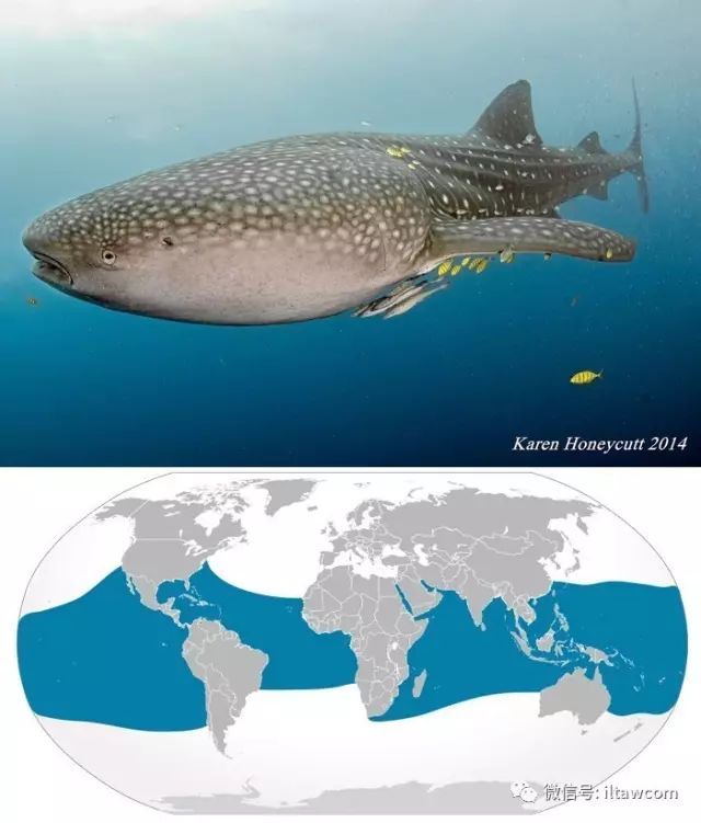 海洋中的巨无霸生物