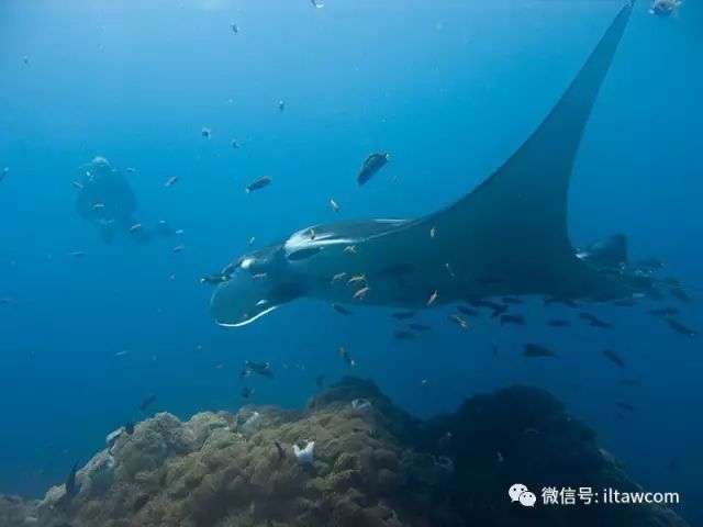 海洋中的"巨无霸"生物!