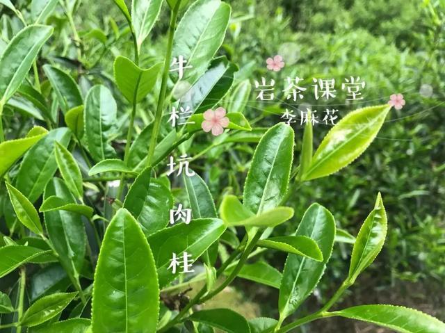 武夷岩茶牛栏坑肉桂,凭什么卖十几万一斤