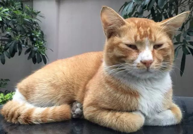 很多猫咪喜欢“农民揣”，这是什么原因？