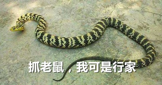 梦中惊魂，大蟒蛇的追逐与神秘救援