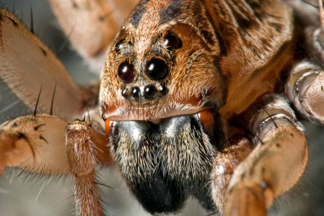 图为:八只眼的蜘蛛