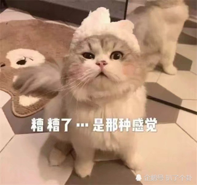 精挑细选萌萌的可爱猫咪表情包总有一款属于你可爱到原地爆炸