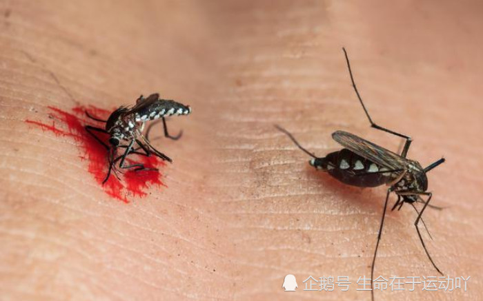 蚊子喜欢高温,温度一低蚊子就不会主动咬人了.这种方法比较费电.