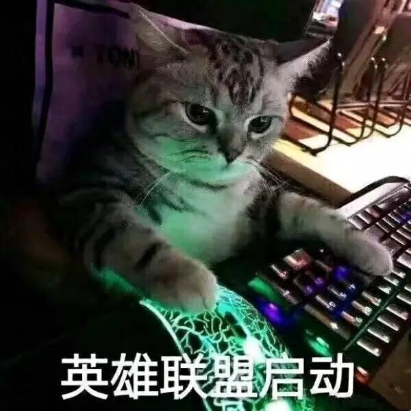 表情包:哦,关我屁事!猫咪表情包