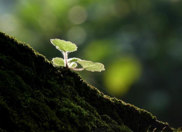 心理学:三棵小草,哪一棵是幸运草,测出你近期收获什么