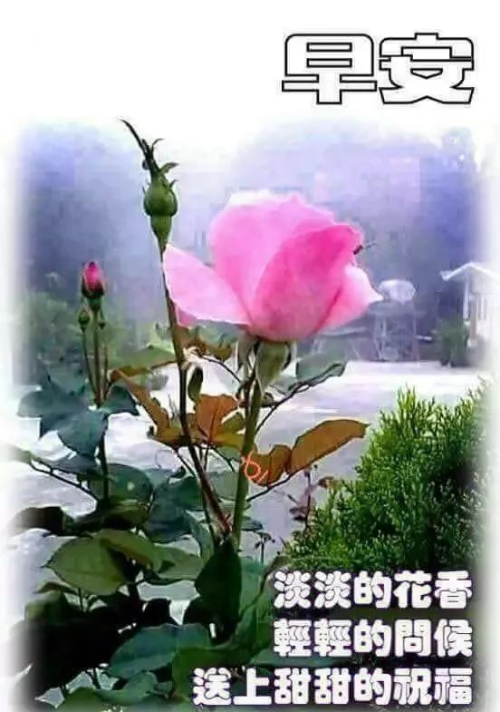 清晨漂亮表情图片问候祝福语美图,早安带字带表情的语