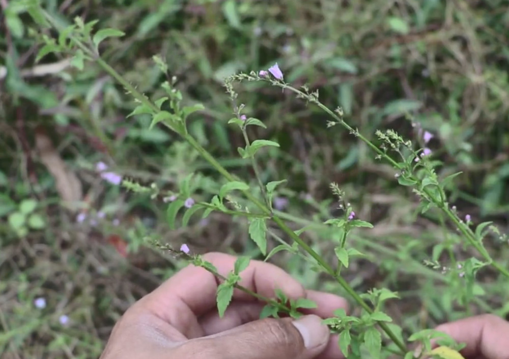 路旁常见的"痱子草",煮水洗澡专治痱子,家里有小孩的都需要它