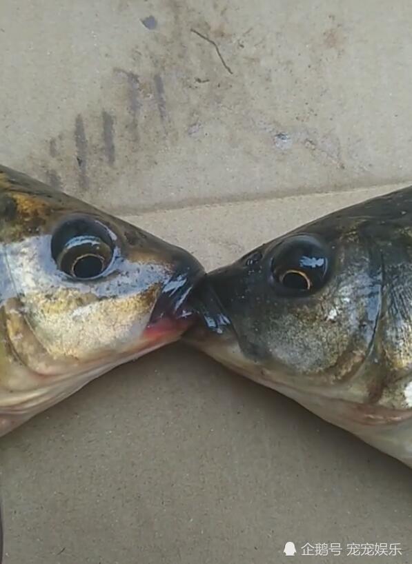 两只鱼脱离水即将死去,最后一刻亲上了,让