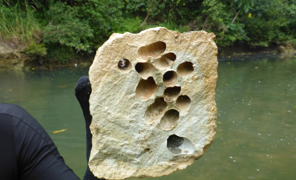 硅基生命被发现了?新发现一种吃石头的生物