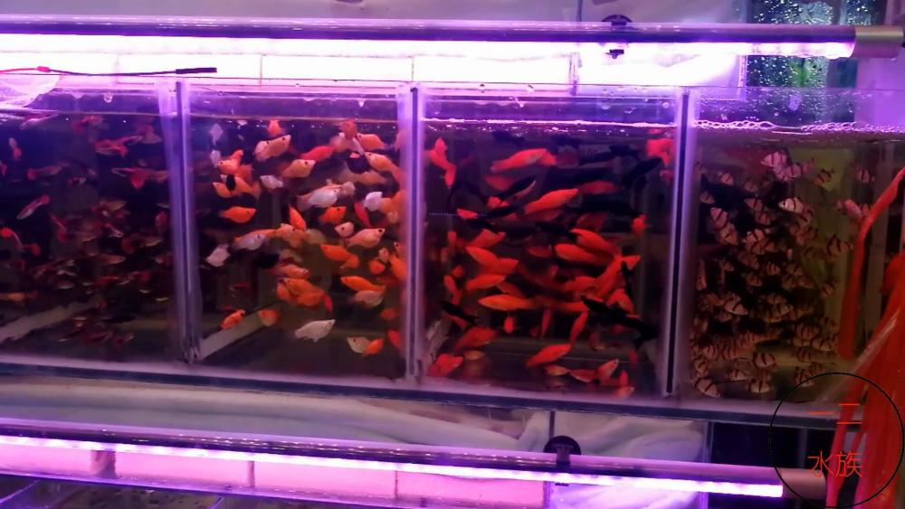 三线城市的水族市场,看看都有什么观赏鱼,我想要的一