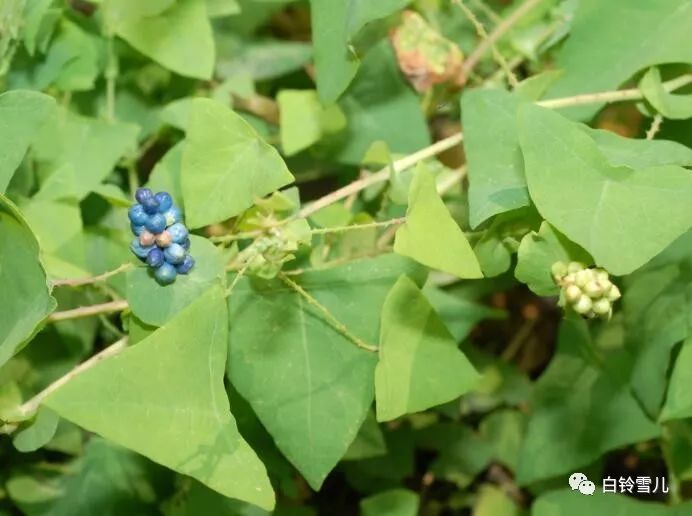 不过作为花友,种野决明,杠板归,重楼这些据说有驱蛇效果的植物是不大