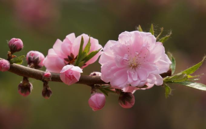 心理学:三朵桃花,哪一朵最快凋谢,测出你何时收获爱情!
